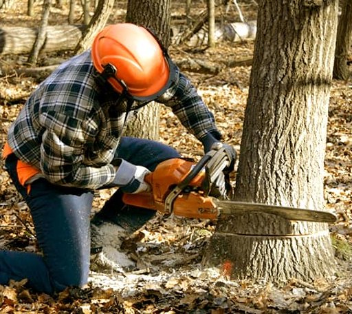 Tree Removal in Haddam, KS